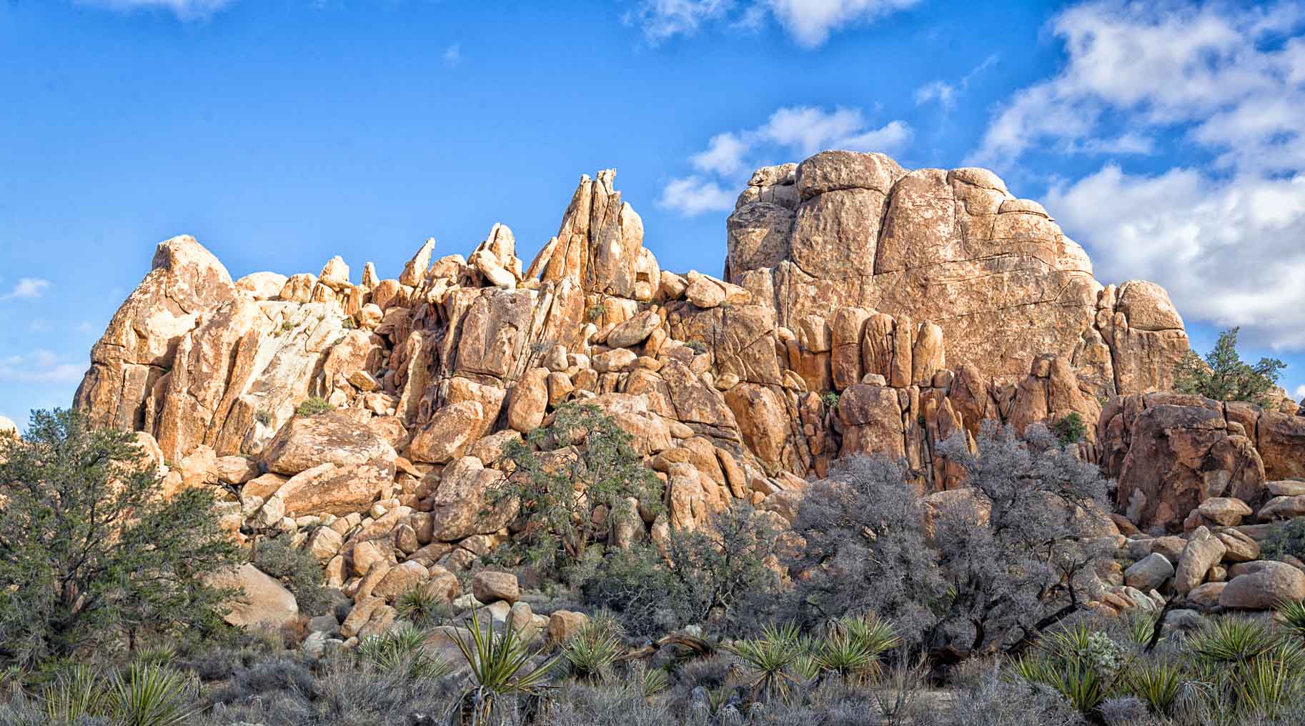 raboy_JoshuaTree--1