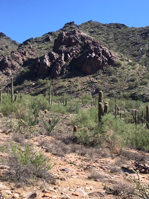 McDowell_Sonora_Medium_102718_1