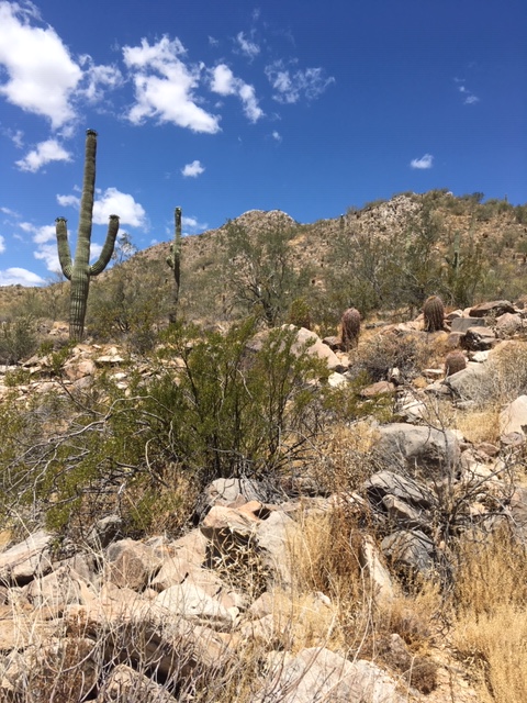 Sonora_Preserve_Img_2_Medium_082619