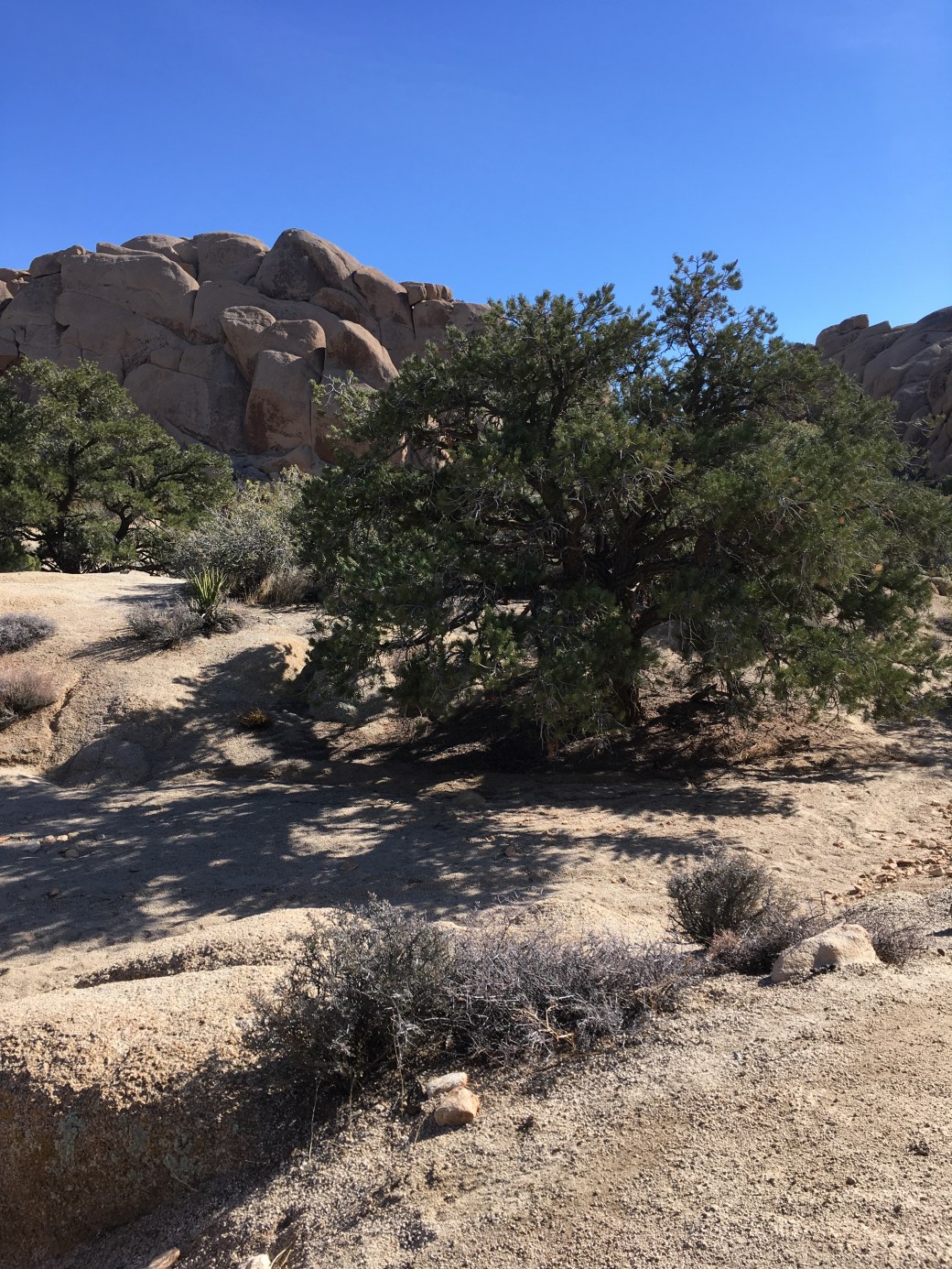 Joshua_Tree_Hidden_Valley_2_013120