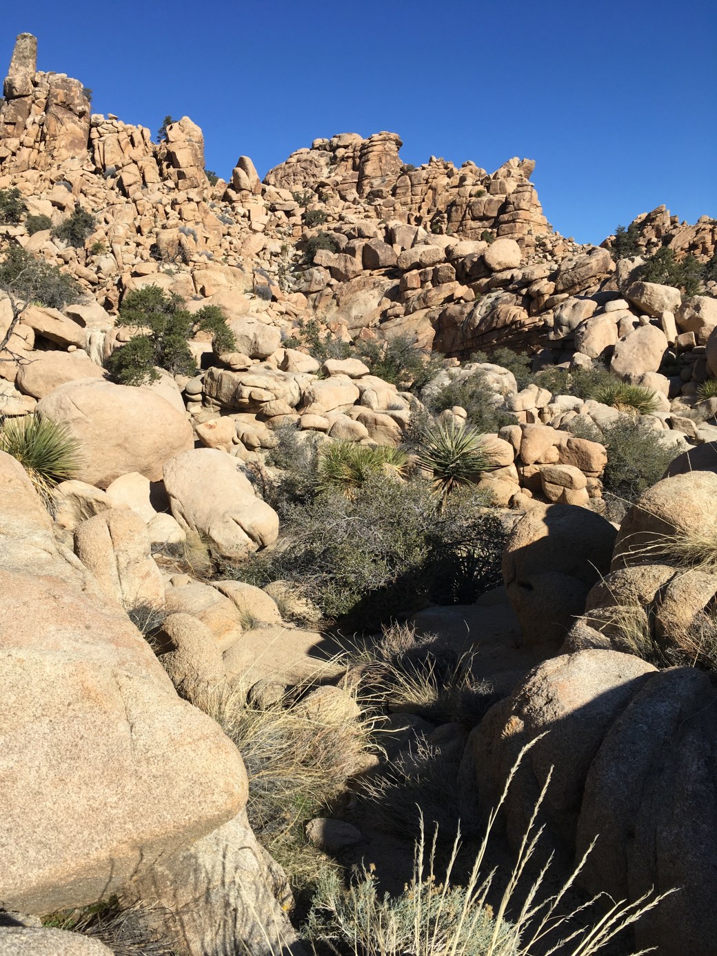 Joshua_Tree_Hidden_Valley_013120